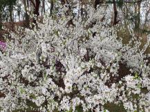 만발 앵두나무꽃 이미지