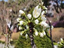 자두나무 흰꽃 이미지