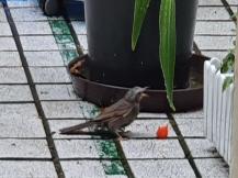 도둑 직박구리 이미지