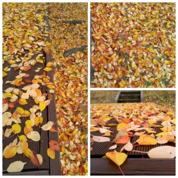 떨어진 벚꽃 낙엽 색깔이 예뻐서 올립니다. 이미지