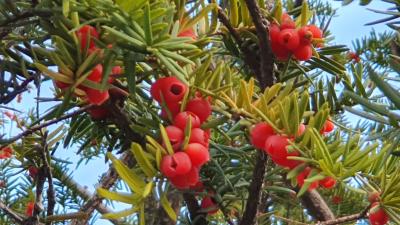 바늘잎-붉은 열매, 강렬한 대비 이미지
