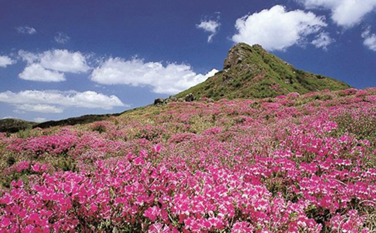 황매산 철쭉 사진1