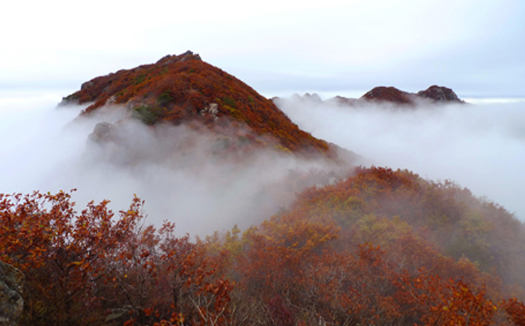 황매산 철쭉 사진3